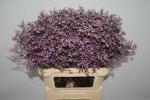 Limonium saf. LILAC, Statice lila - 5 Stiele
